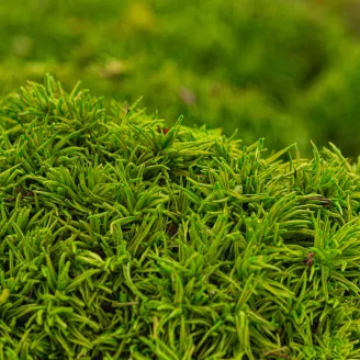 Preserved Mini Pole Moss Light Green (Box)