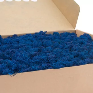 Preserved Reindeer Moss Royal Blue (Box)