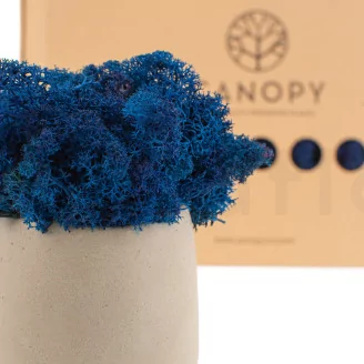 Preserved Reindeer Moss Royal Blue (Box)