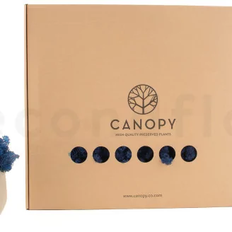 Preserved Reindeer Moss Royal Blue (Box)