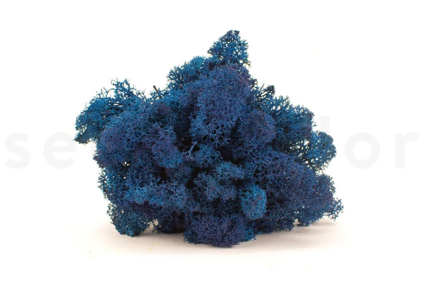 Preserved Reindeer Moss Royal Blue (Box)