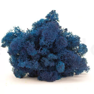 Preserved Reindeer Moss Royal Blue (Box)