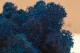 Preserved Reindeer Moss Royal Blue (Box) 8