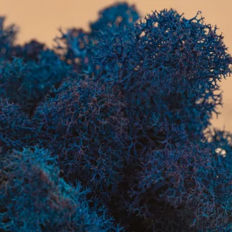 Preserved Reindeer Moss Royal Blue (Box)