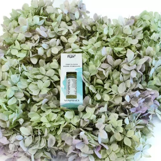 Floral Scent Oil Nymphaea