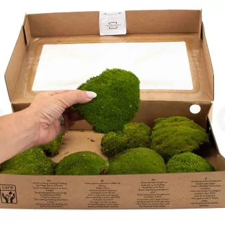Preserved Pole Moss Nature Green (Box)