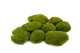 Preserved Pole Moss Nature Green (Box) 6