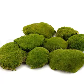 Preserved Pole Moss Nature Green (Box)
