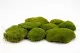 Preserved Pole Moss Nature Green (Box) 3