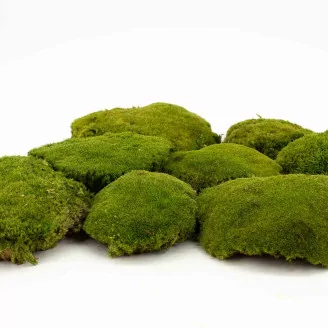 Preserved Pole Moss Nature Green (Box)