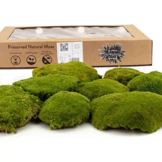 Preserved Pole Moss Nature Green (Box)