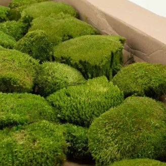Preserved Pole Moss Nature Green (Bulk Box)
