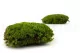 Preserved Pole Moss Nature Green (Bulk Box) 5
