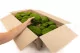 Preserved Pole Moss Nature Green (Bulk Box) 4