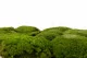 Preserved Pole Moss Nature Green (Bulk Box) 3
