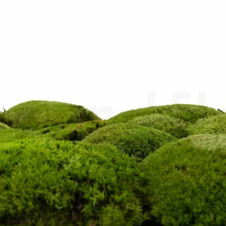 Preserved Pole Moss Nature Green (Bulk Box)