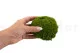 Preserved Pole Moss Nature Green (Bulk Box) 7