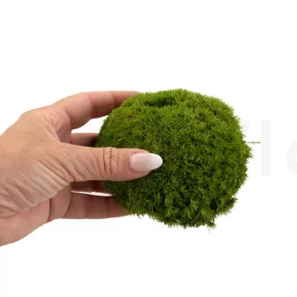 Preserved Pole Moss Nature Green (Bulk Box)