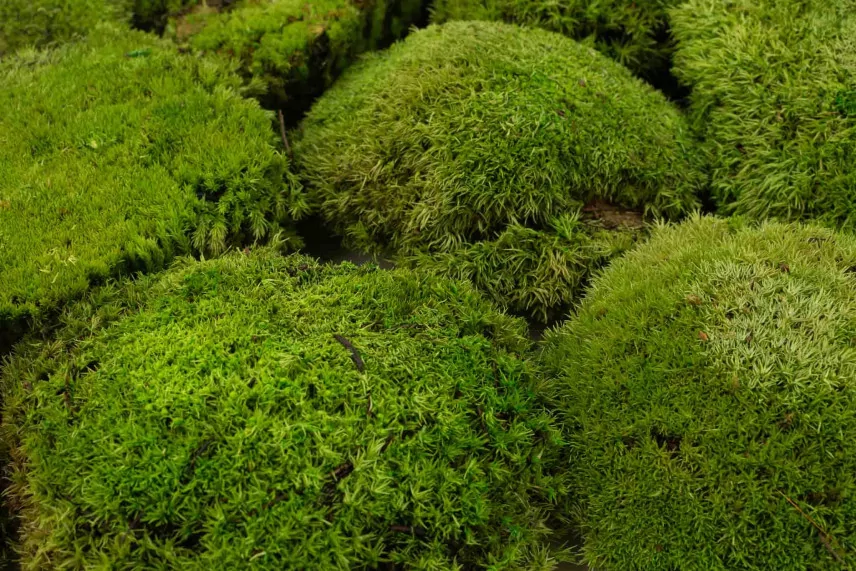 Preserved Pole Moss Nature Green (Bulk Box)