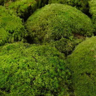 Preserved Pole Moss Nature Green (Bulk Box)
