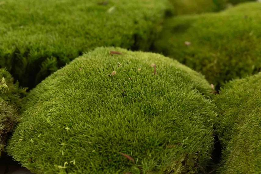 Preserved Pole Moss Nature Green (Box)
