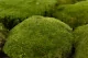 Preserved Pole Moss Nature Green (Box) 1