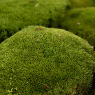 Preserved Pole Moss Nature Green (Box)
