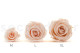 Preserved rose Kiara XL - Box of 6 - Pink Blush Roses 10