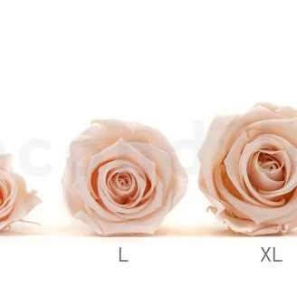 Preserved Rose XL Pink Blush (set of 6)