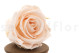 Preserved rose Kiara XL - Box of 6 - Pink Blush Roses 5