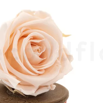 Preserved Rose XL Pink Blush (set of 6)