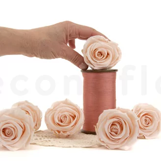 Preserved Rose XL Pink Blush (set of 6)