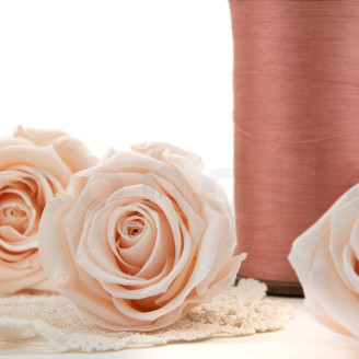 Preserved rose Kiara XL - Box of 6 - Pink Blush Roses