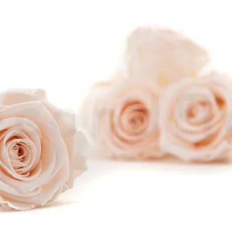 Preserved Rose XL Pink Blush (set of 6)