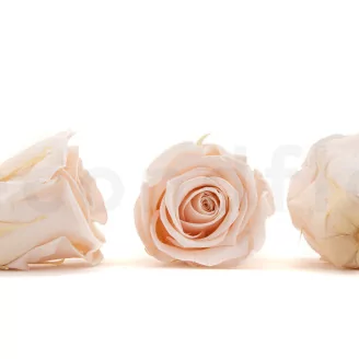 Preserved Rose XL Pink Blush (set of 6)