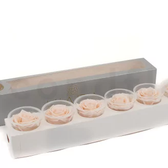 Preserved Rose XL Pink Blush (set of 6)