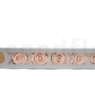 Preserved Rose XL Pink Blush (set of 6)