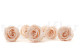 Preserved rose Kiara XL - Box of 6 - Pink Blush Roses 8