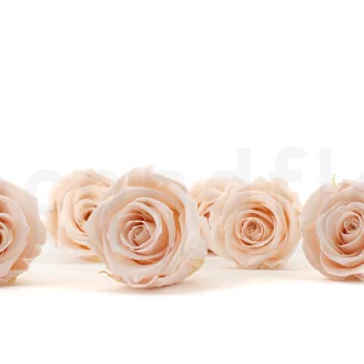 Preserved Rose XL Pink Blush (set of 6)