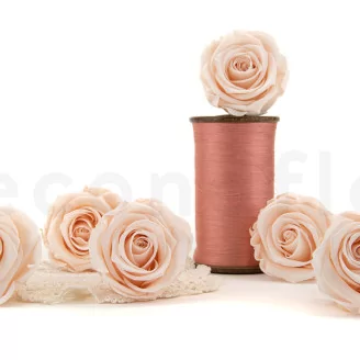 Preserved Rose XL Pink Blush (set of 6)