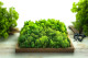 Preserved Reindeer Moss - Box 1 kg - Light Green 1