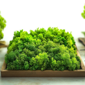 Preserved Reindeer Moss - Box 1 kg - Light Green