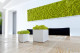 Preserved Reindeer Moss Lime Green (Box) 2