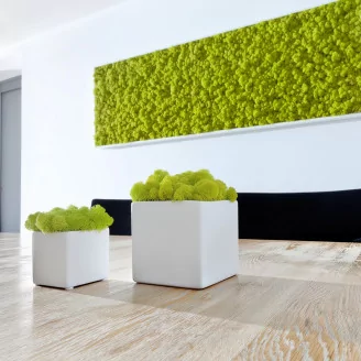 Preserved Reindeer Moss Lime Green (Box)