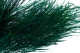 Preserved Tree Fern - Green 2
