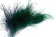 Preserved Tree Fern - Green 5