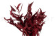 Preserved Eucalyptus Willow Red 5