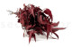Preserved Eucalyptus Willow Red 6