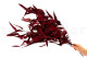 Preserved Eucalyptus Willow Red 4