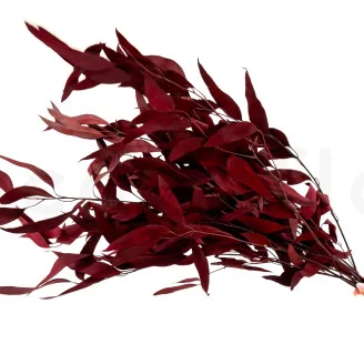 Preserved Eucalyptus Willow Red